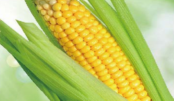 陶瓷膜應(yīng)用：生物、醫(yī)藥行業(yè)